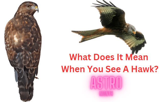 Meaning of seeing hawk