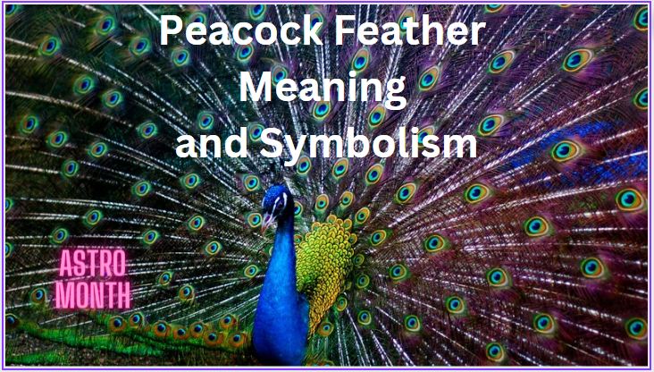 Peacock feather meaning