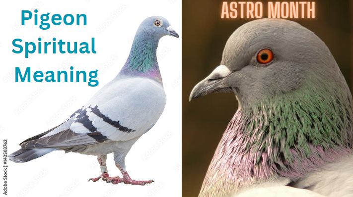 pigeons spiritual meaning