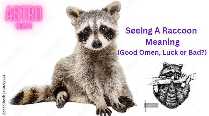 seeing a raccoon meaning