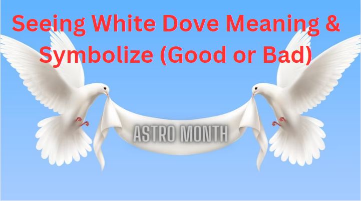 seeing white dove meaning
